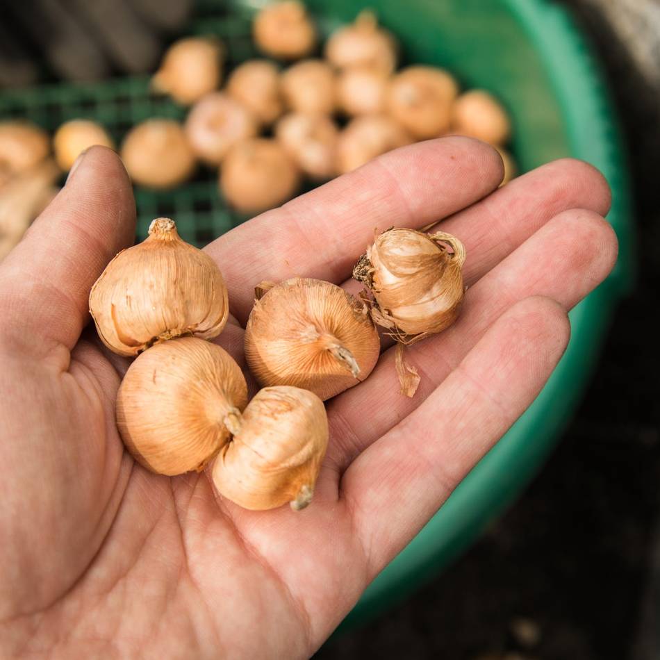 Aktion der Alpener Igelfreunde und Pfadfinder: 20 Kilo Blumenzwiebeln – jetzt sind Pflanzhelfer gefragt