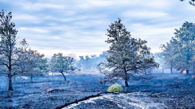 Waldbrand nahe Venlo: Feuerwehr löschte in der Nacht neue Brandherde – jetzt wird gewässert