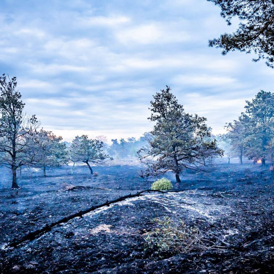 Waldbrand nahe Venlo: Feuerwehr löschte in der Nacht neue Brandherde – jetzt wird gewässert