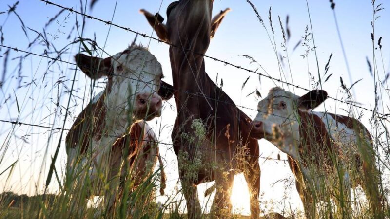 Unfall in Dormagen: Landwirt von Rind überrannt