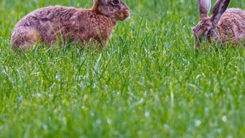 Seltene Tierkrankheit: Hasenpest-Gefahr auch im Kreis Heinsberg?