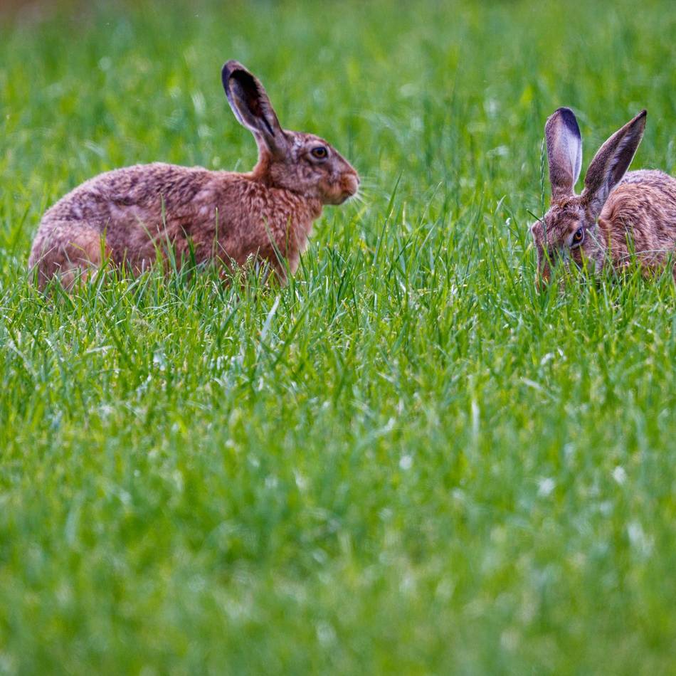 Seltene Tierkrankheit: Hasenpest-Gefahr auch im Kreis Heinsberg?