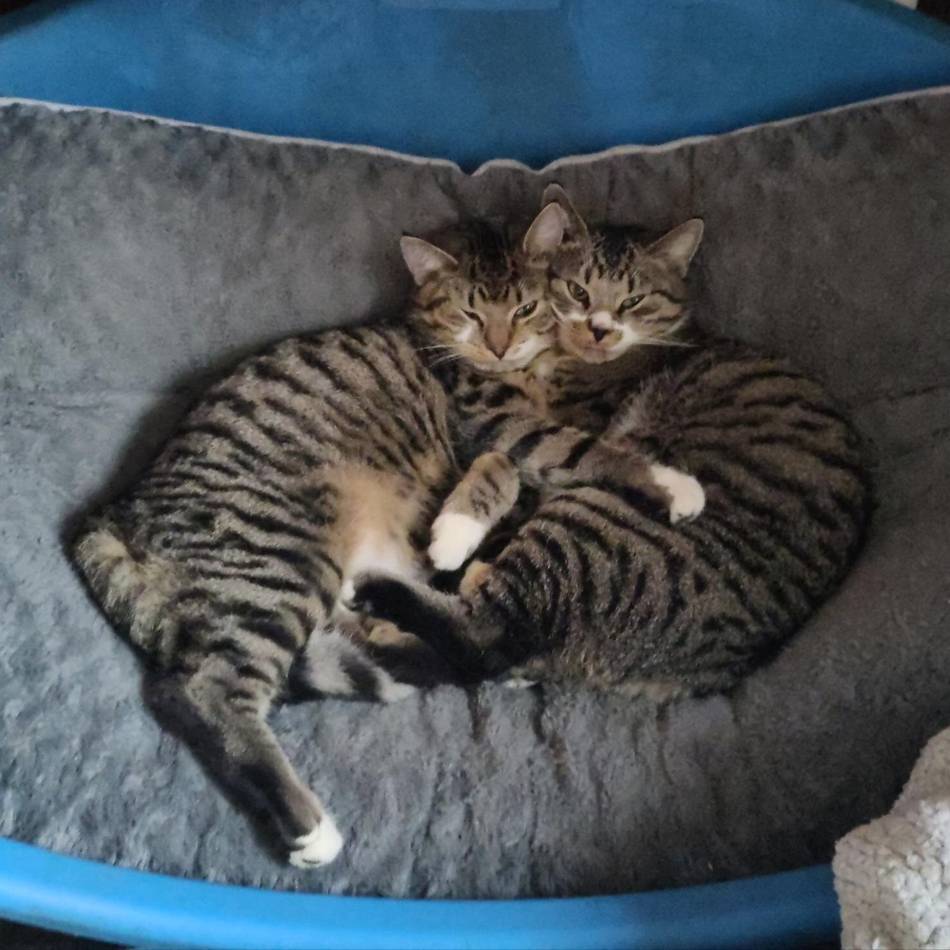 Katzenhalter in Issum in Sorge: Tierquäler schießt auf zwei Kater – einer stirbt, der andere verliert ein Bein