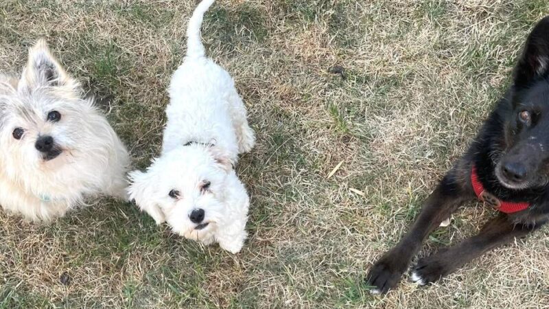 Hund im Neusser Tierheim sucht Zuhause: Welpe bei Hitze in Auto zurückgelassen – Herrchen verliert Hund