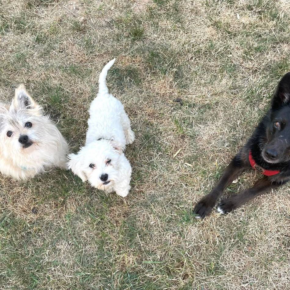 Hund im Neusser Tierheim sucht Zuhause: Welpe bei Hitze in Auto zurückgelassen – Herrchen verliert Hund