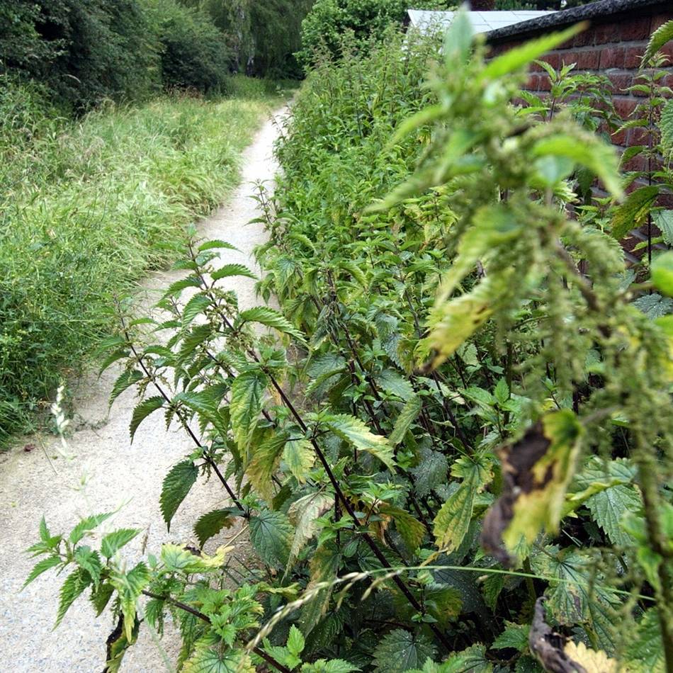 Natur erleben in Dormagen: Wildpflanzenwanderung in Knechtsteden
