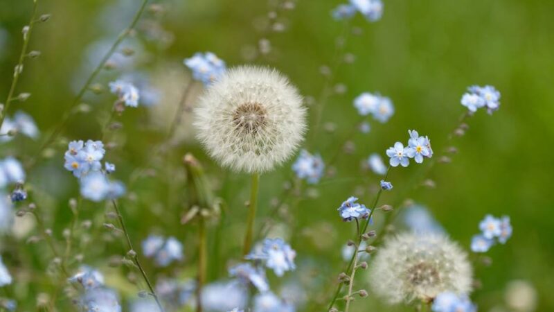 Kuriose Werbung in Mettmann: Von Pusteblumen und einer Tür ins Jenseits