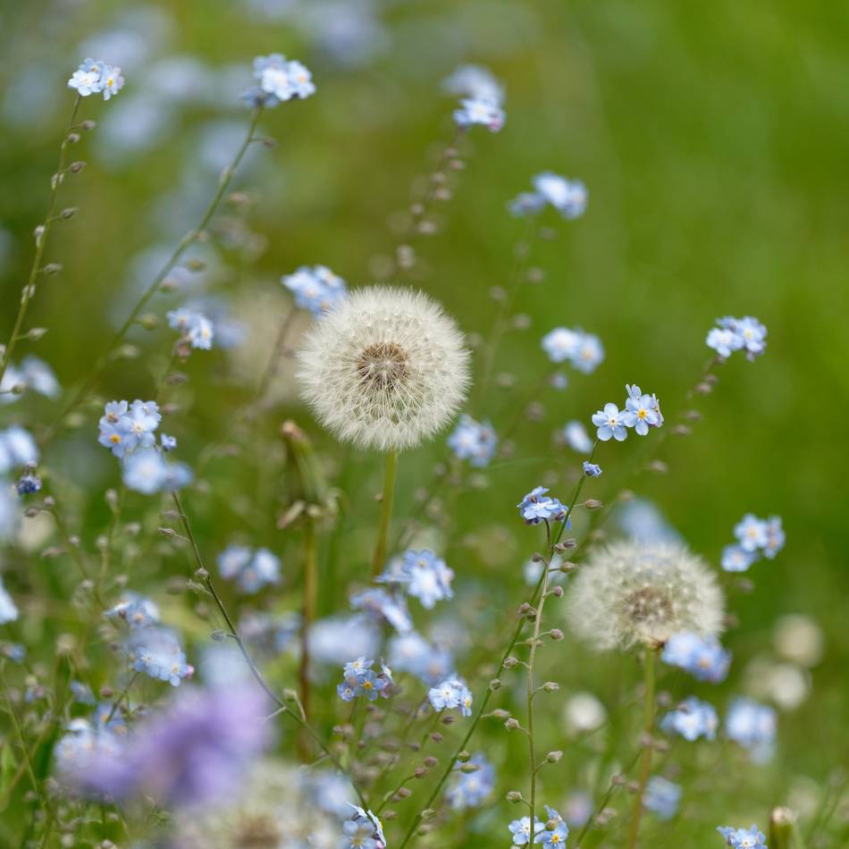 Kuriose Werbung in Mettmann: Von Pusteblumen und einer Tür ins Jenseits