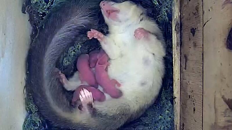 Einzigartiges Webcam-Projekt in Leverkusen: Neues aus dem Siebenschläfer-Kinderzimmer live im Netz