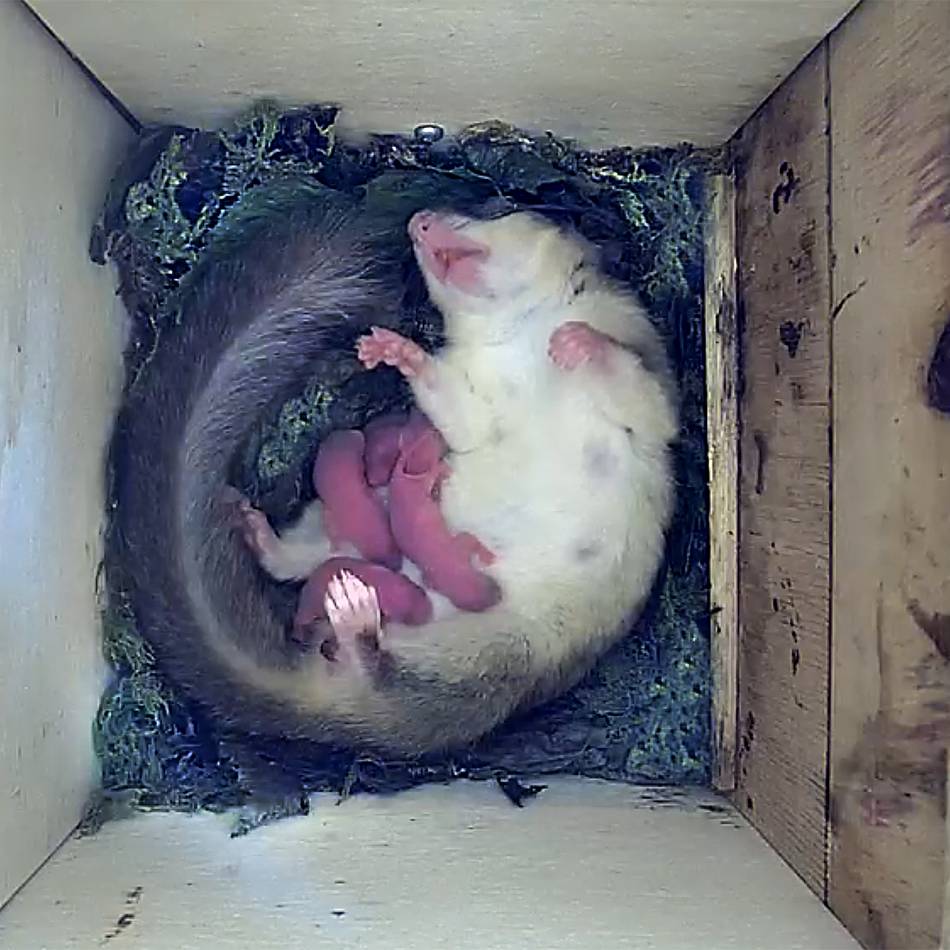 Einzigartiges Webcam-Projekt in Leverkusen: Neues aus dem Siebenschläfer-Kinderzimmer live im Netz
