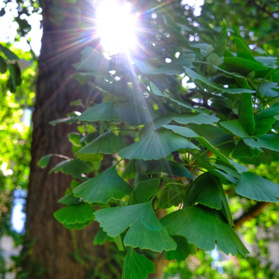 Düsseldorfs Zukunftsbäume: Gingko – der Dinosaurier unter den Bäumen