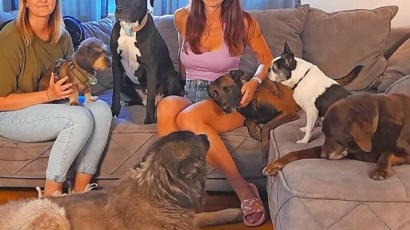 Eva Birkenholz und der Welpentrainer André Vogt betreiben in Düssel eine Akademie für Hundewissen: Die Rasse muss zu ihrem Menschen passen