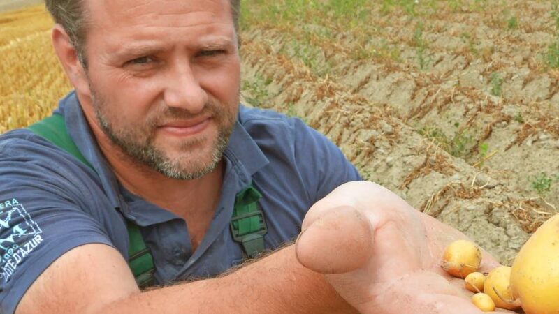 Alle hoffen auf Regen: Dieser Sommer hinterlässt Spuren in Feldern und Wäldern: Hitze schadet nicht nur den Kartoffeln