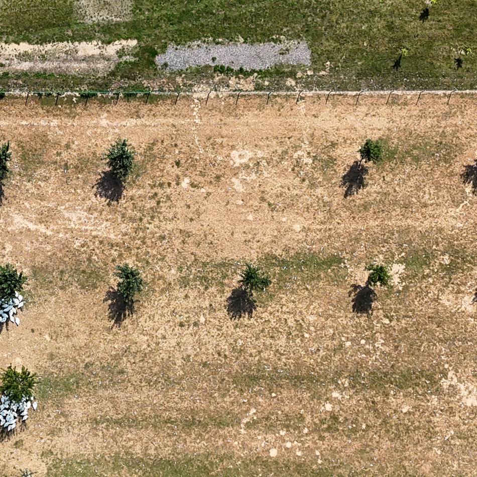 Fitte Tiere trotz Klimawandel: „Gänsepeter“-Weide wird zur Forschungsstätte