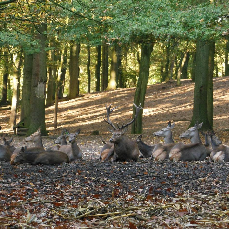 Viele verschiedene Aktionen: Familientag mit viel Natur auf dem Oermter Berg