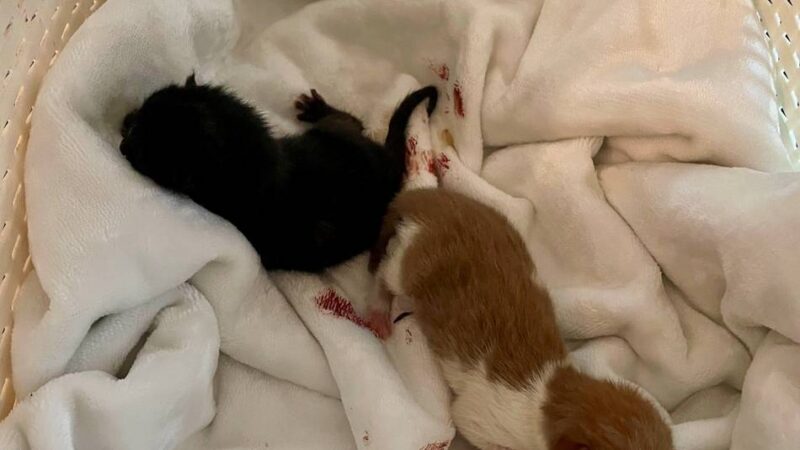 Neusser Tierheim kämpft vergeblich um ihre Leben: Katzenbabys in Grün-Abfall entdeckt