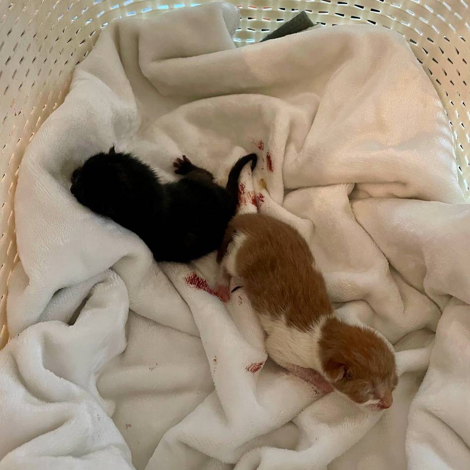 Neusser Tierheim kämpft vergeblich um ihre Leben: Katzenbabys in Grün-Abfall entdeckt