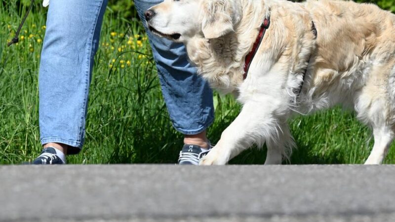 Steuerermäßigung und Rassenmeldepflicht: Neue Hundesteuersatzung in Dormagen – diese Änderungen kommen auf Hundehalter zu