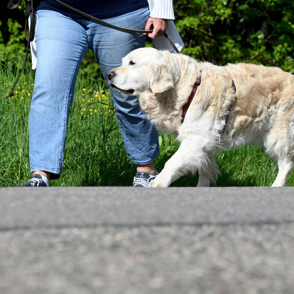 Steuerermäßigung und Rassenmeldepflicht: Neue Hundesteuersatzung in Dormagen – diese Änderungen kommen auf Hundehalter zu