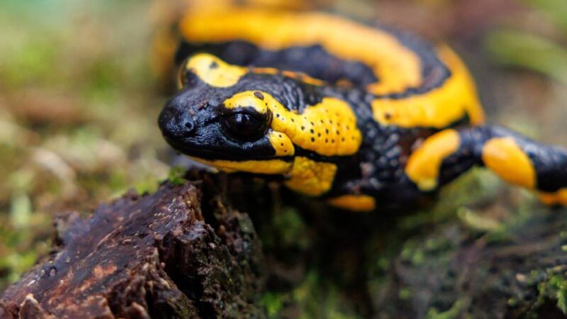 Artenschutzmonat im Neandertal: Feuersalamander und Wisente rücken in den Mittelpunkt