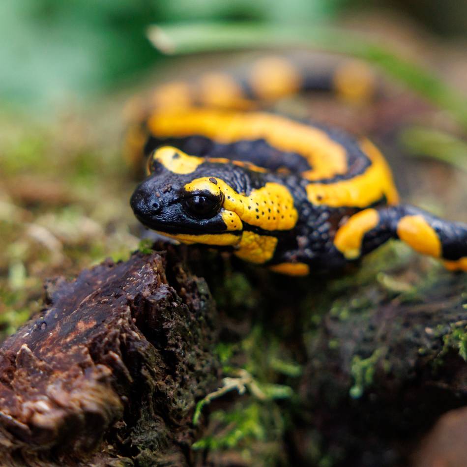 Artenschutzmonat im Neandertal: Feuersalamander und Wisente rücken in den Mittelpunkt