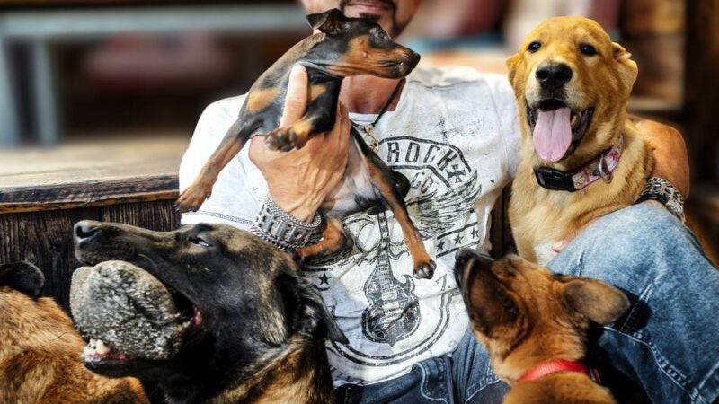 Hundetrainer Knut Fuchs aus Langenfeld: In der „Arche“ herrscht tierische Harmonie