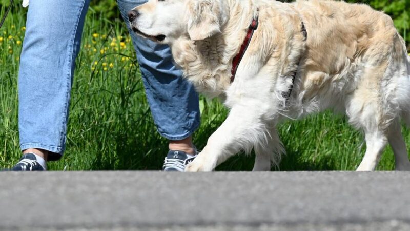 Hundekontrolleure sind unterwegs: Stadt Goch fahndet nach nicht gemeldeten Hunden
