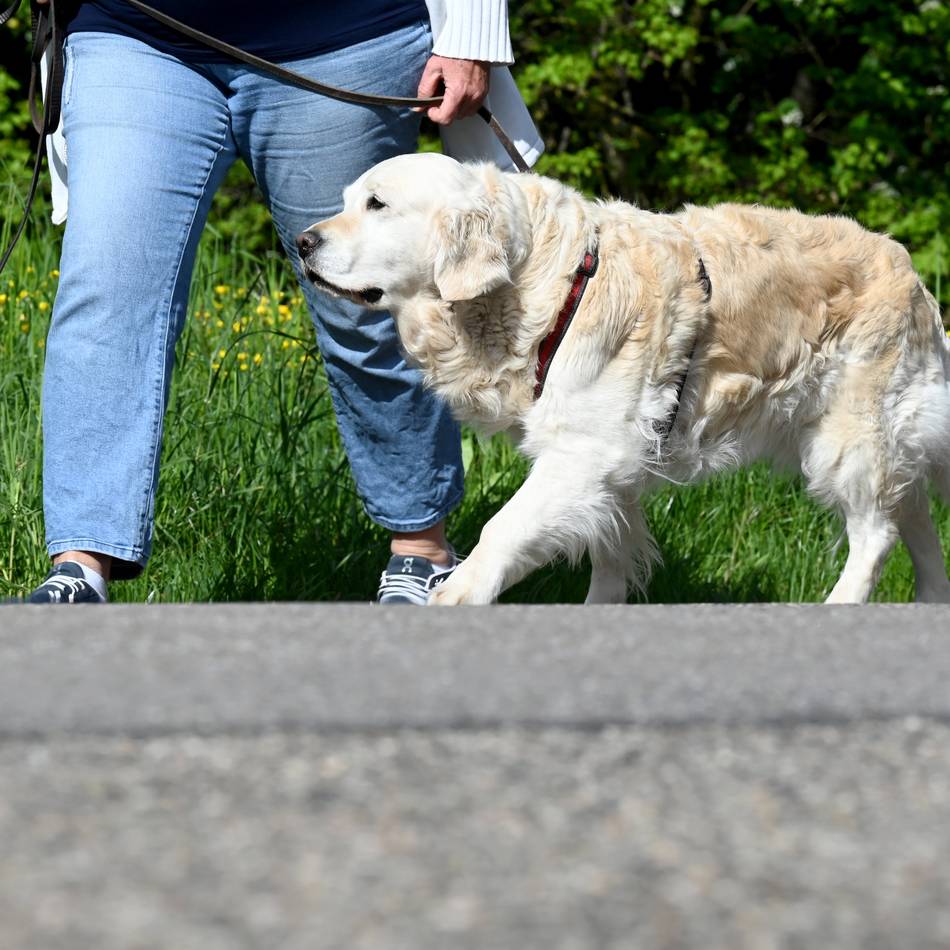 Hundekontrolleure sind unterwegs: Stadt Goch fahndet nach nicht gemeldeten Hunden