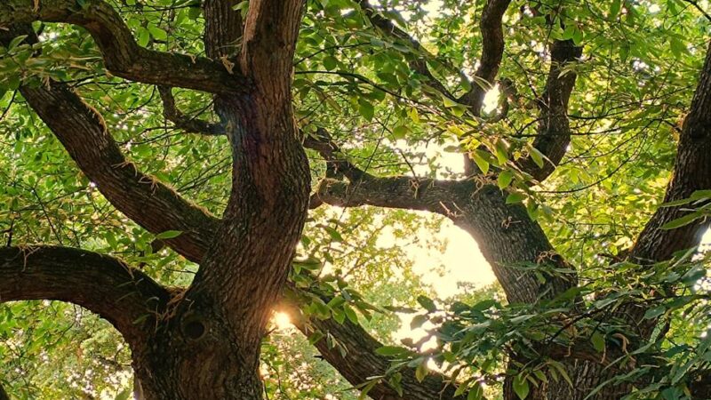 Bildgedanken: Stille Wächter