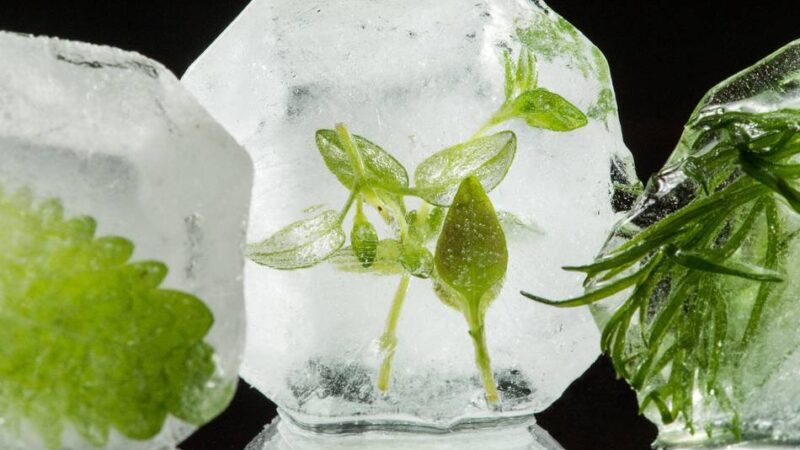 Verbraucherzentrale in Moers: So bleiben Sommerobst und -gemüse bis in den Winter frisch