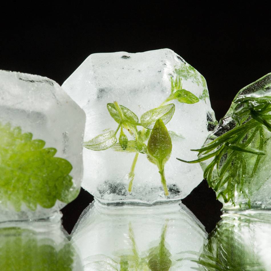 Verbraucherzentrale in Moers: So bleiben Sommerobst und -gemüse bis in den Winter frisch