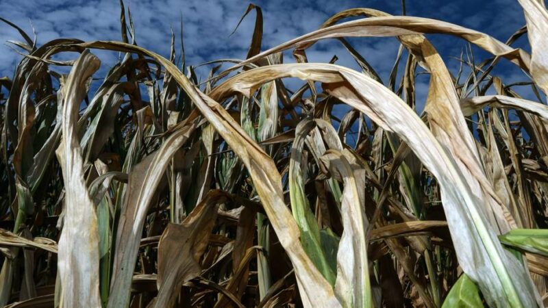 Erntebilanz im Bergischen Land: Besonders beim Mais erwarten Landwirte Ertragseinbußen