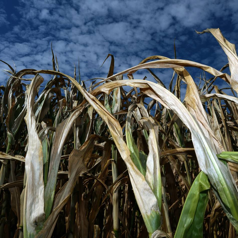 Erntebilanz im Bergischen Land: Besonders beim Mais erwarten Landwirte Ertragseinbußen