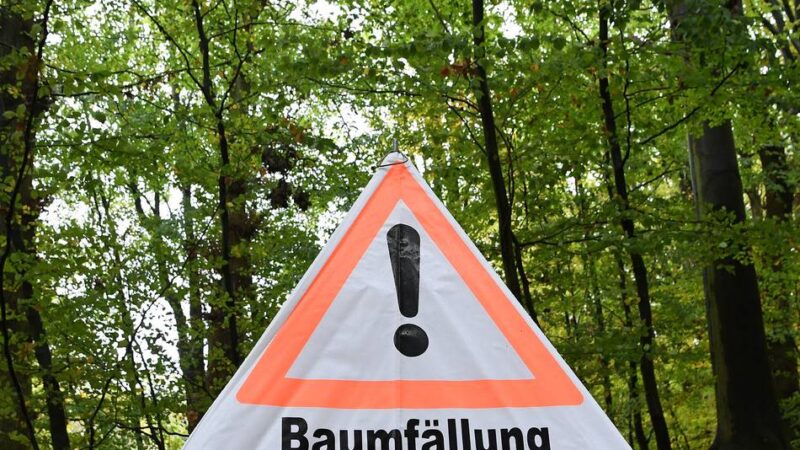 Pilzbefall an Baum in Neuss: Robinie im Alten Stadtgarten wird gefällt