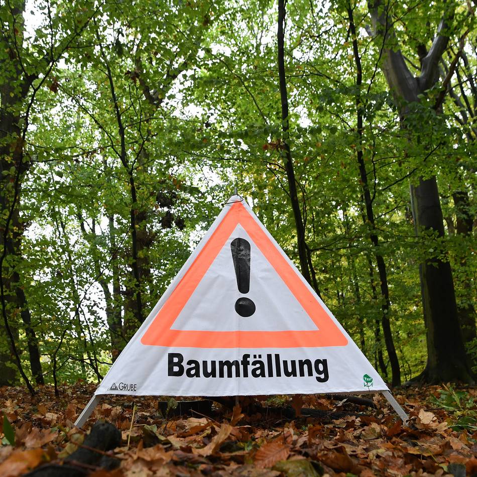 Pilzbefall an Baum in Neuss: Robinie im Alten Stadtgarten wird gefällt