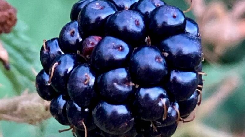 Ernte auf öffentlichen Flächen in Leverkusen: Obst, Nüsse, Beeren – wo ist Pflücken erlaubt?