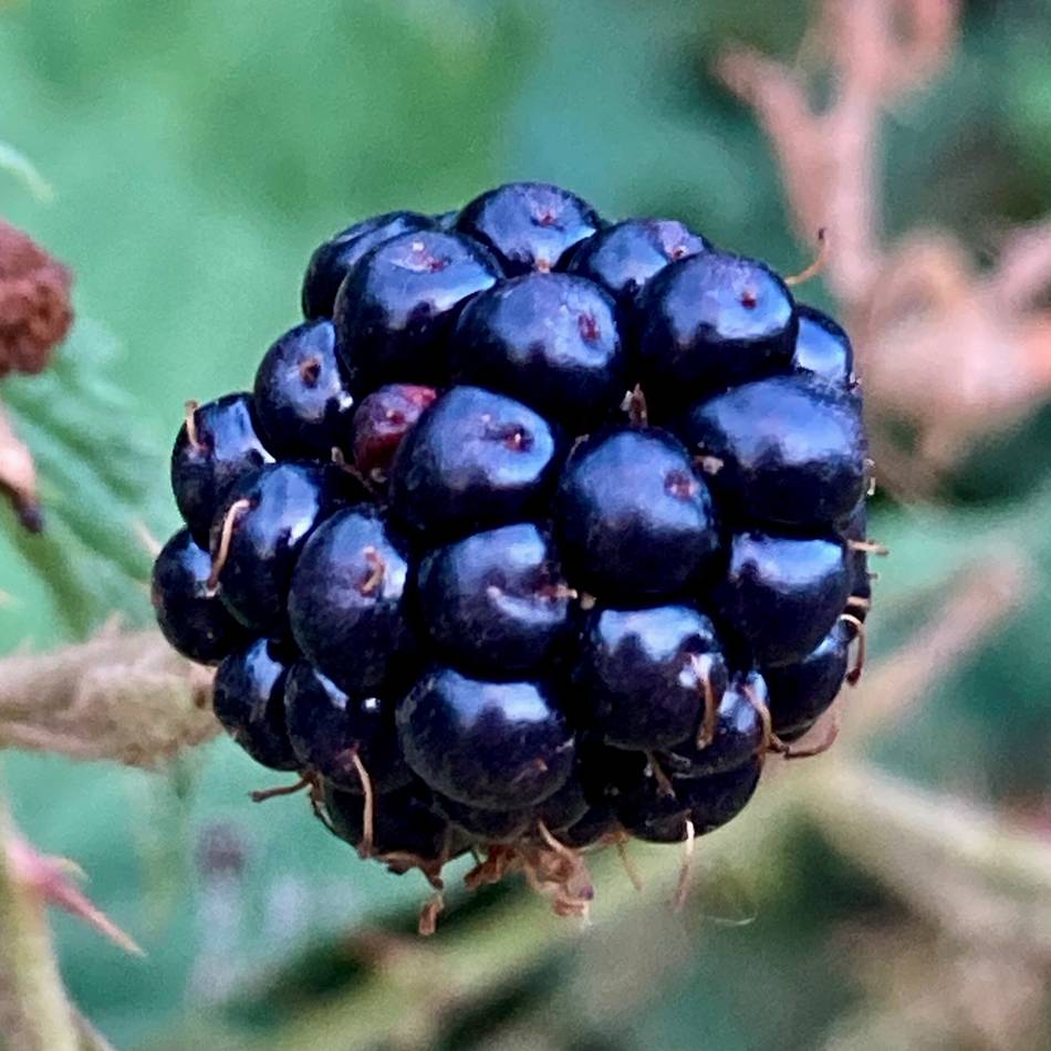 Ernte auf öffentlichen Flächen in Leverkusen: Obst, Nüsse, Beeren – wo ist Pflücken erlaubt?