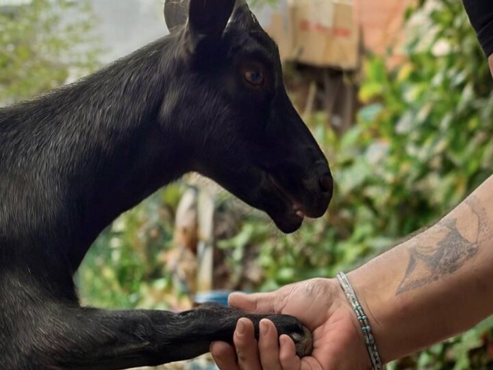 Vida Hof in Kleve-Rindern: Tierschutz-Projekt sucht nach Behörden-Kontrolle neues Zuhause