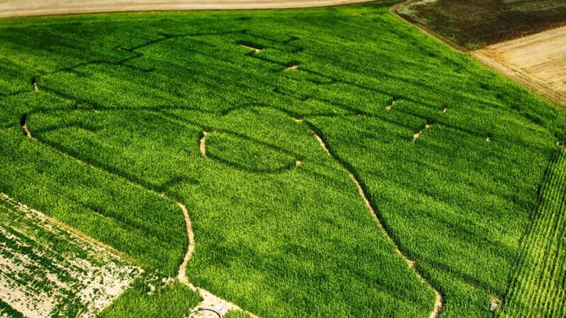 Biomaislabyrinth in Mettmann: Erlebniswelt und Lehrgarten