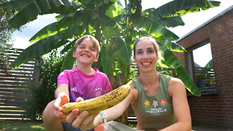 Tropen-Überraschung im Kreis Kleve: Warum bei Jennifer Tissen im Garten plötzlich echte Bananen wachsen