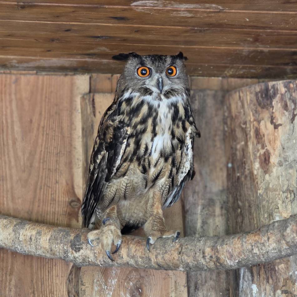 Serie Einfach tierisch!: Lautlose Jäger mit 270-Grad-Blick