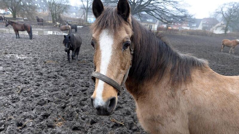 Vorfall auf Gnadenhof: Pony-Missbrauch in Duisburg – wie der Täter nun überführt werden soll