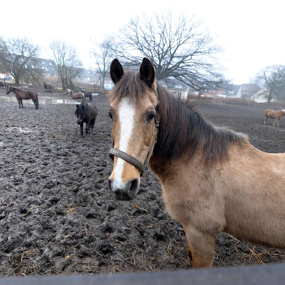 Vorfall auf Gnadenhof: Pony-Missbrauch in Duisburg – wie der Täter nun überführt werden soll