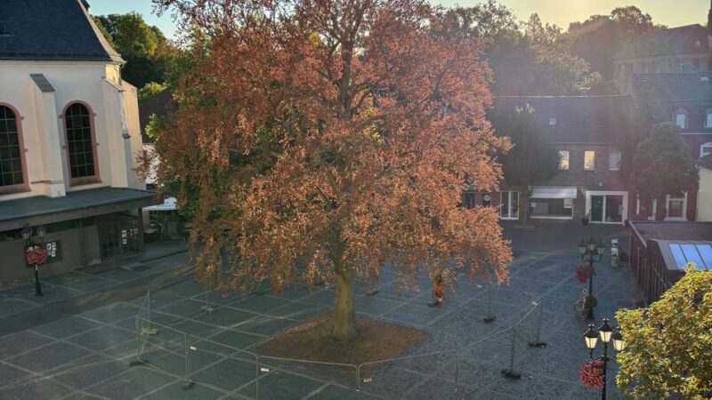 Aus Vorsicht vor Astbrüchen: Blutbuche auf Kreuzherrenplatz in Brüggen abgesperrt
