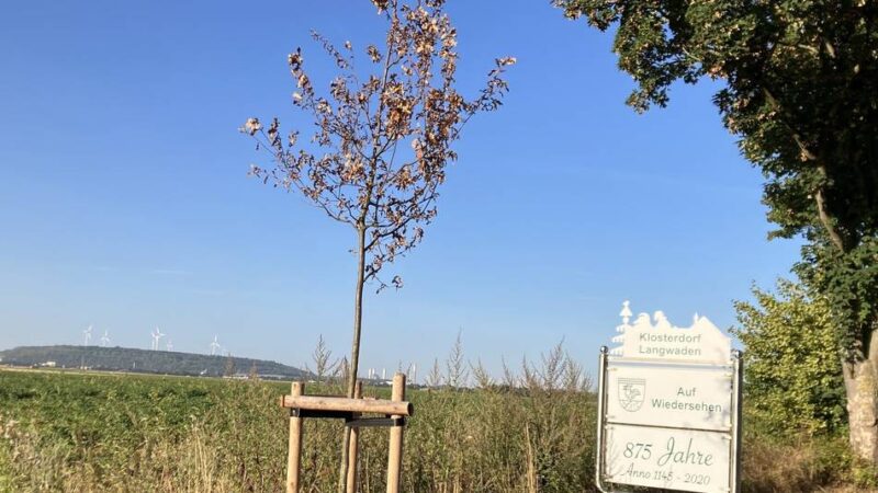 Ausgetrocknete Bäume in Grevenbroich: Anwohner fassungslos – „Bei diesem Anblick kommen mir die Tränen“