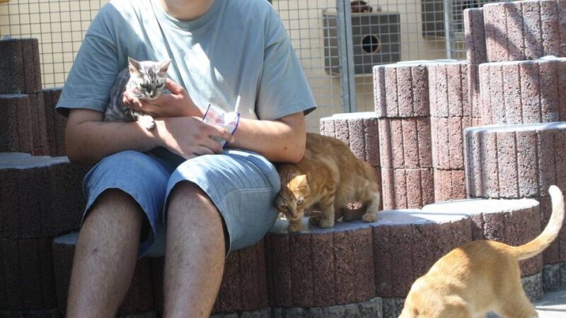 Fast 100 Katzen in Lobberich: Tierheim platzt aus allen Nähten