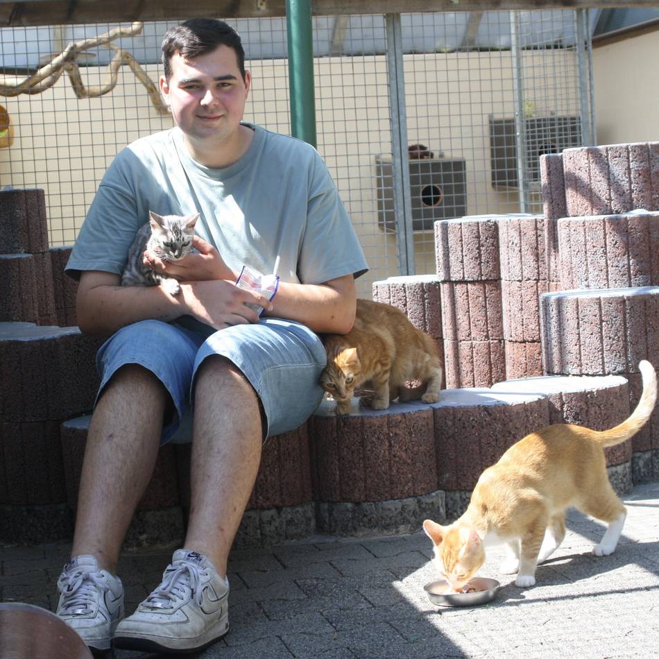 Fast 100 Katzen in Lobberich: Tierheim platzt aus allen Nähten