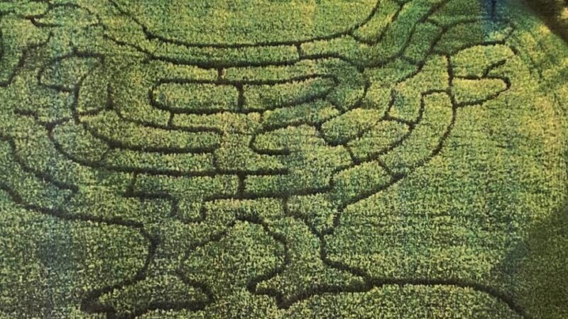 Pflanzen-Irrgarten in Radevormwald: Maislabyrinth an der Ülfe hat wieder geöffnet