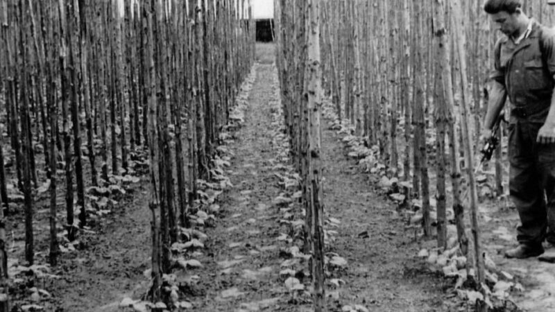 Lintorfer Geschichte: Samen aus Lintorf gingen in die ganze Welt