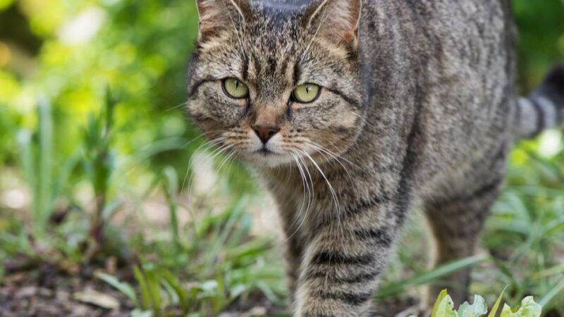 Immer wieder ein Thema: Katzen-Notstand  – Tierschützer schlagen Alarm